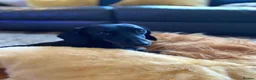 Miniature Dachshund dogs for sale: Miniature Dachahund for New home  in Melksham - Advert 2