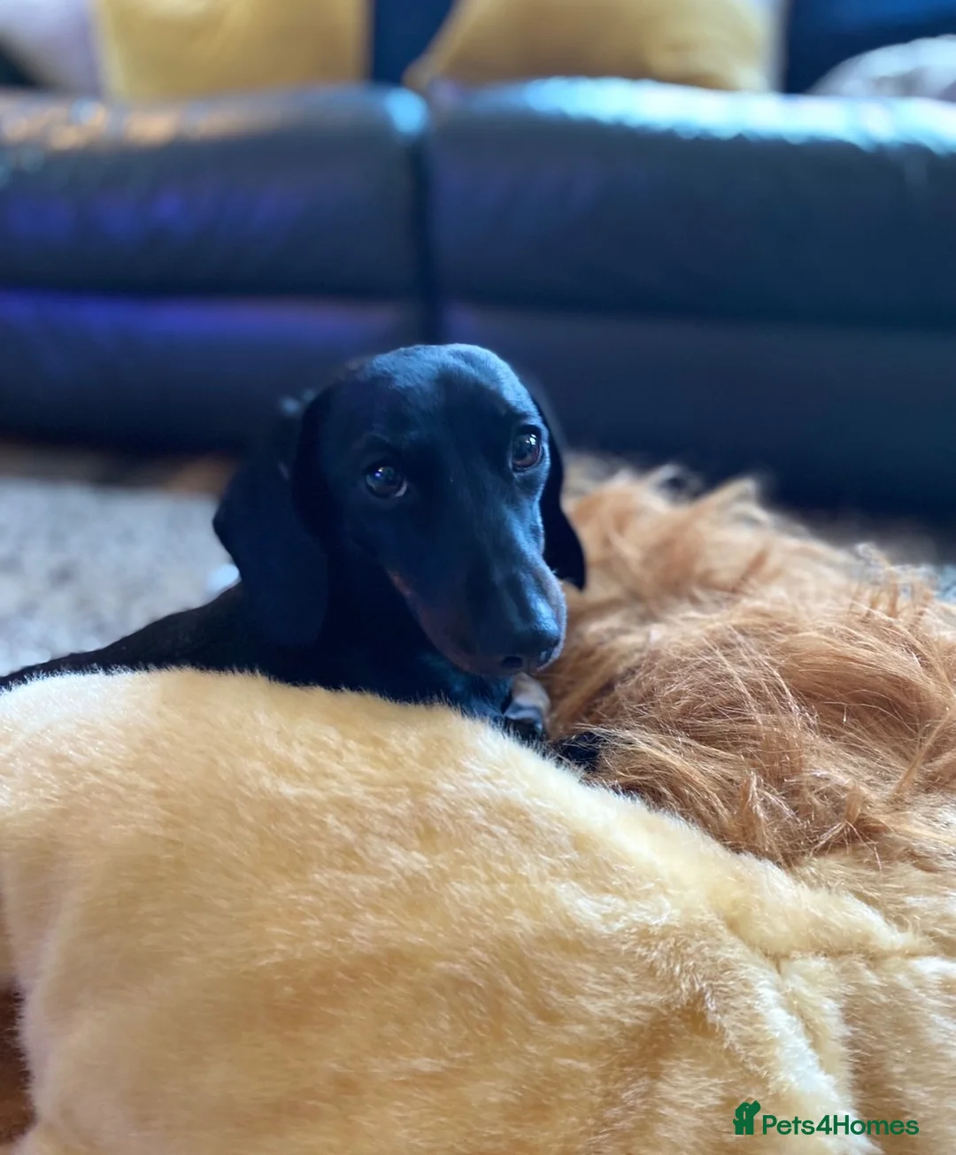 Miniature Dachshund dogs for sale: Miniature Dachahund for New home  in Melksham - Advert 2