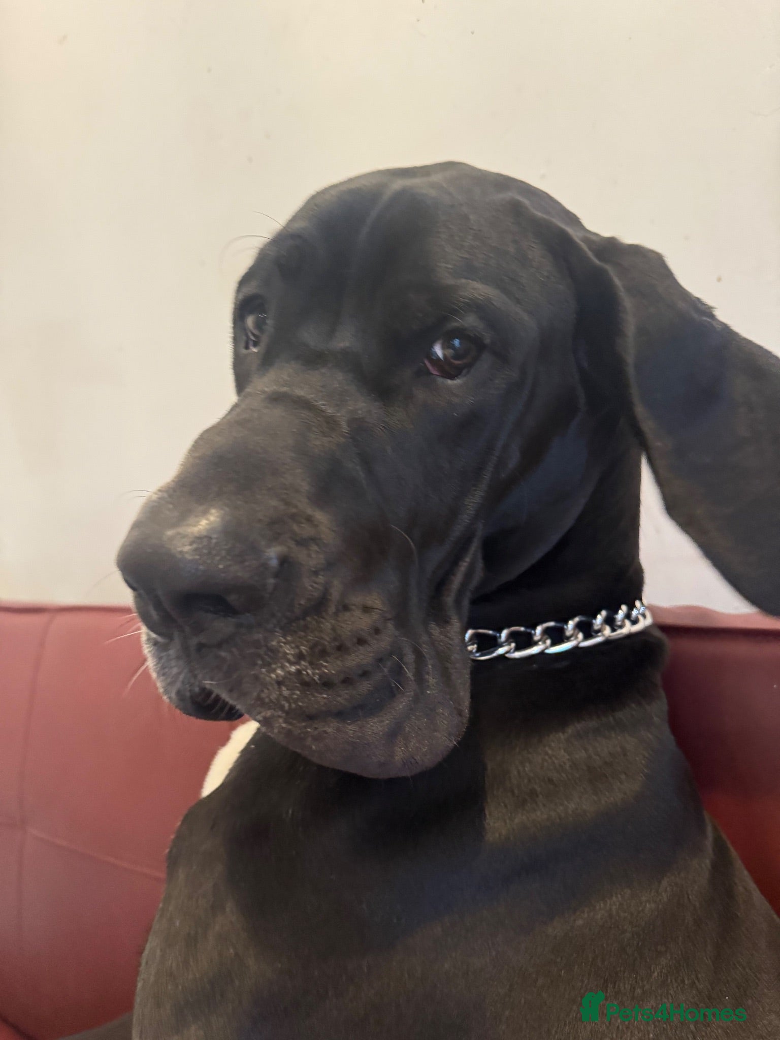 Great Dane dogs Beautiful Great Dane  - Advert 18