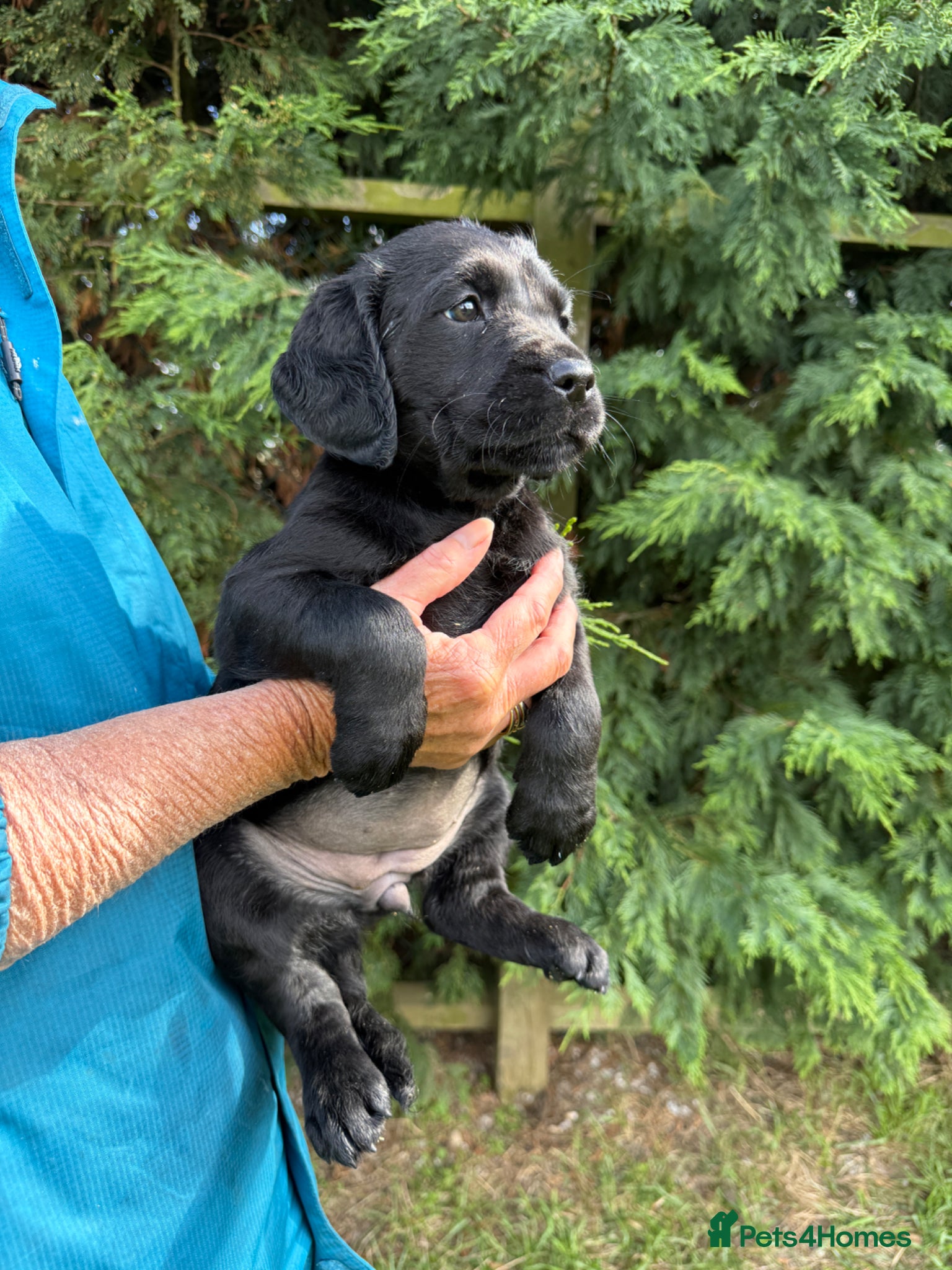 Goldador dogs Beautiful health tested goldador puppies  - Advert 8