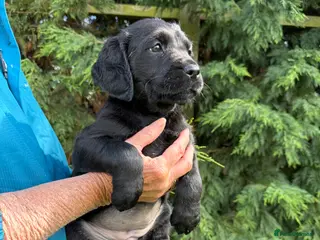 Goldador dogs Beautiful health tested goldador puppies - Advert 8