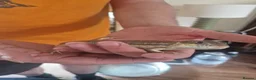 Skink reptiles for sale: Barber Skink - Advert 1
