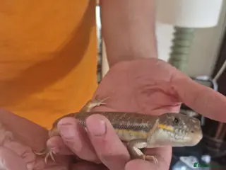 Skink reptiles Barber Skink - Advert 10