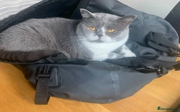 British Shorthair cats for sale: Belle - my beautiful, sweet, indoor baby  - Advert 7