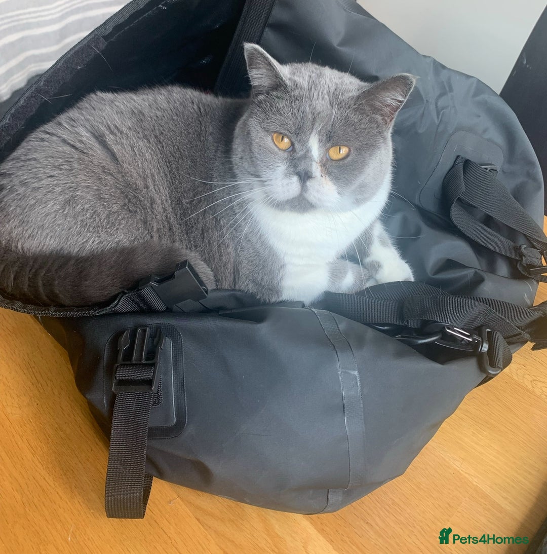 British Shorthair cats for sale: Belle - my beautiful, sweet, indoor baby  - Advert 7