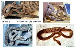 Python Snake reptiles for sale: Children’s Pythons (Antaresia childreni) - Image 2