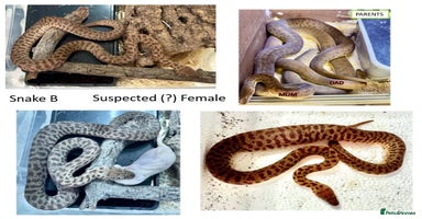 Python Snake reptiles - Advert 7