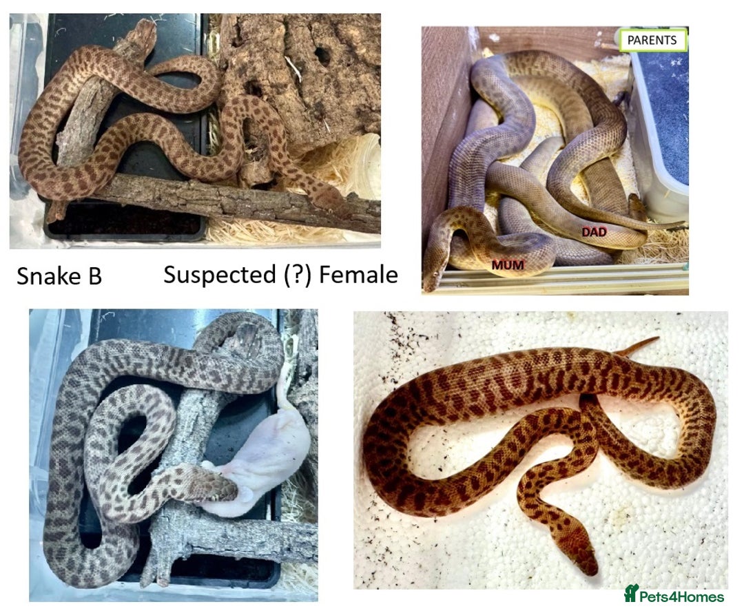 Python Snake reptiles for sale: Children’s Pythons (Antaresia childreni) - Image 2