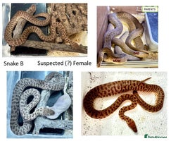 Python Snake reptiles - Advert 12