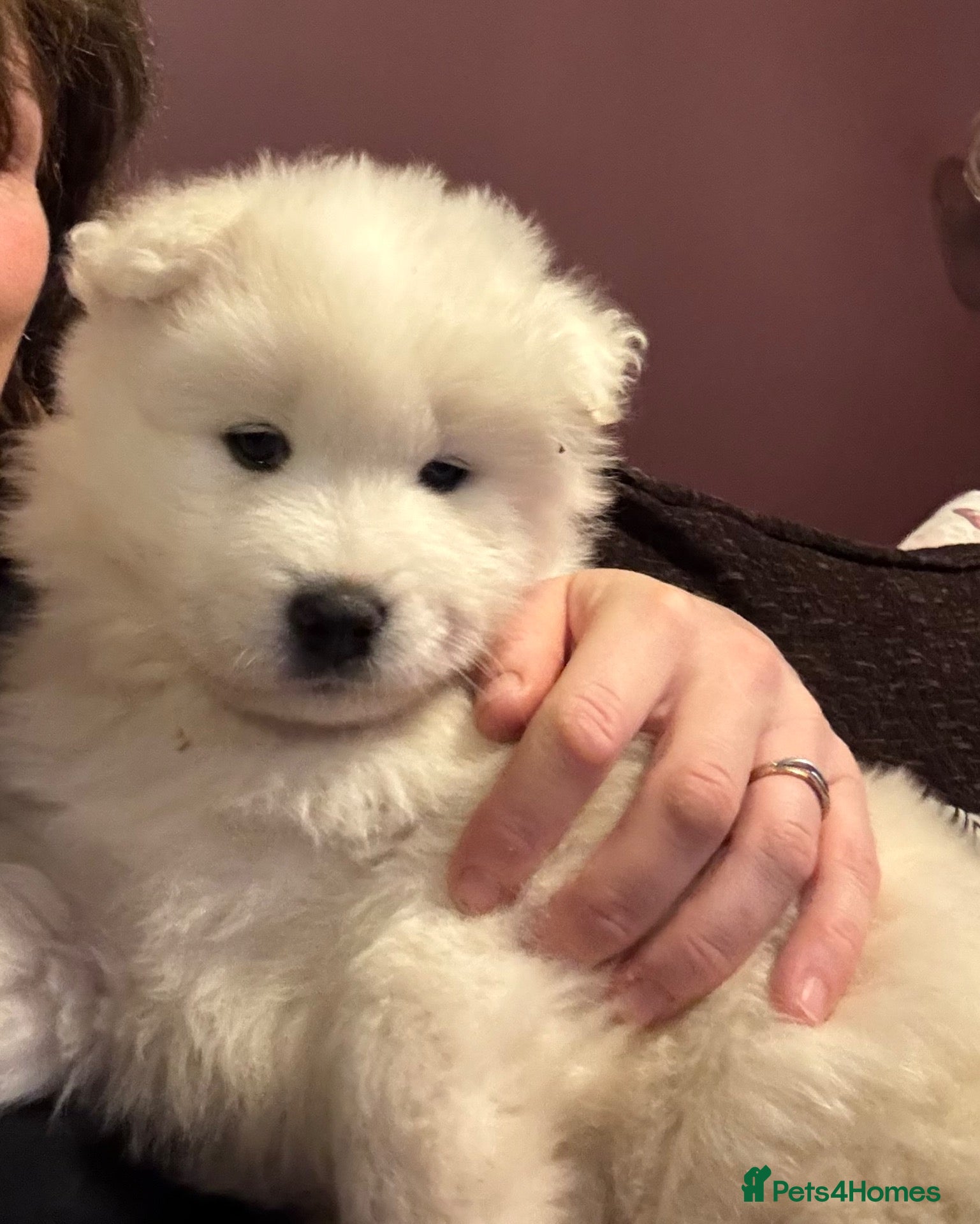 Samoyed dogs for sale: KC 5th gen. stunning Samoyeds - Advert 1