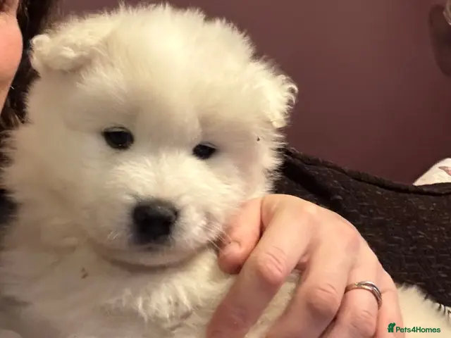 Samoyed dogs for sale: KC 5th gen. stunning Samoyeds - Advert 1