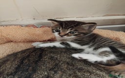 Mixed Breed cats for sale: Lovely male bengal x kitten for sale. - Image 5