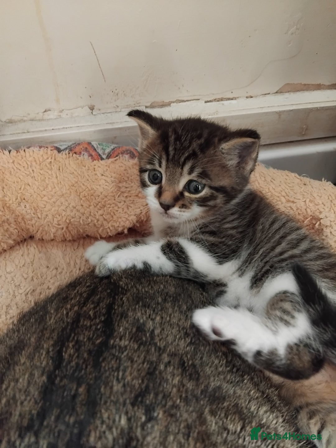 Mixed Breed cats for sale: Lovely male bengal x kitten for sale. - Image 5