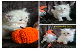 Siberian cats for sale: Champion blood, 5 Gen pedigree, loving kittens - Image 8