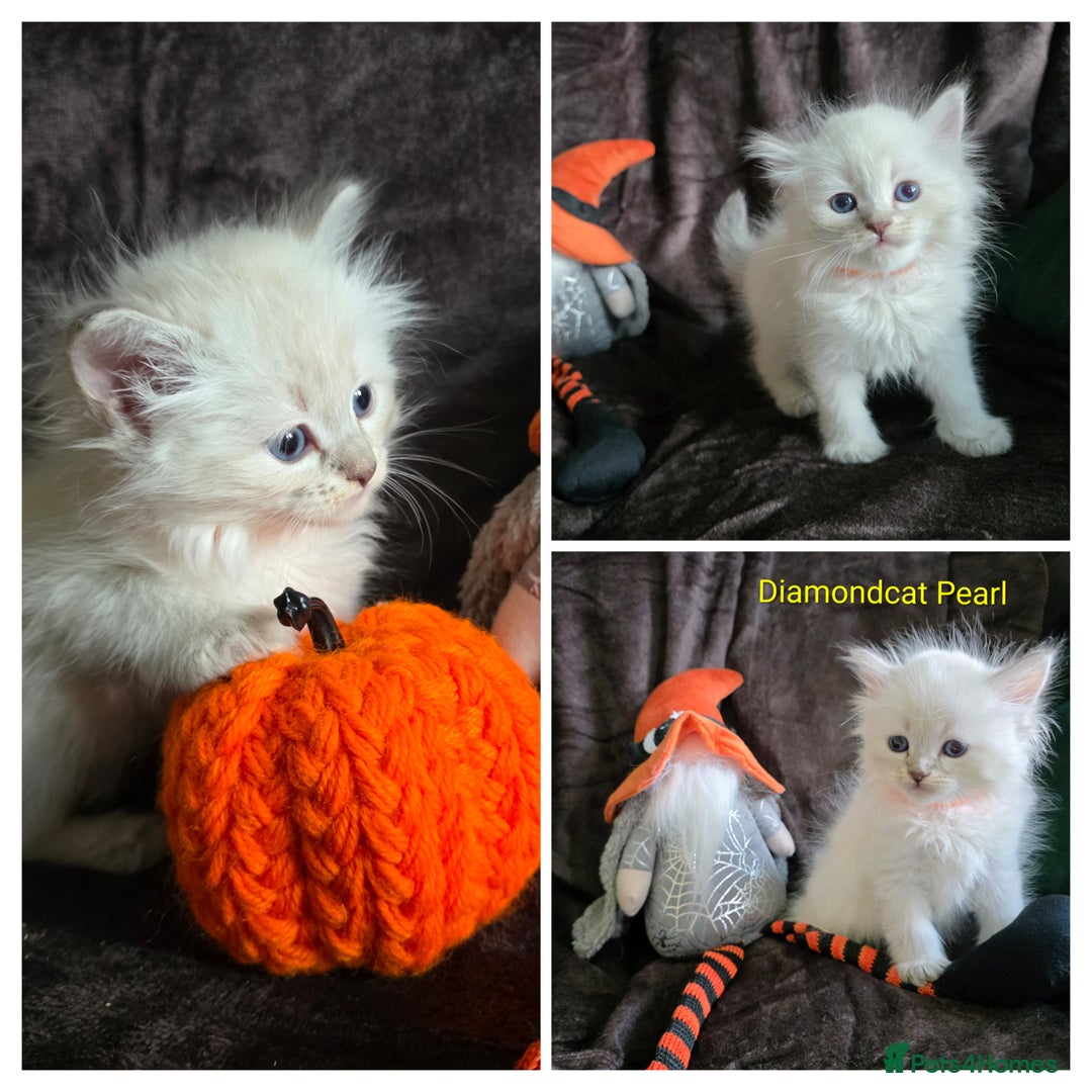 Siberian cats for sale: Champion blood, 5 Gen pedigree, loving kittens - Image 8
