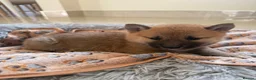 Japanese Shiba Inu dogs for sale: Six Beautiful Red Shiba Inu Puppies  ❤️🐾 - Advert 4