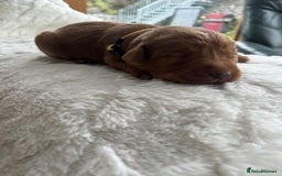 Labrador Retriever dogs for sale: KC Registered Fox Red Labrador puppies - Image 14