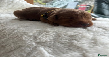 Labrador Retriever dogs - Advert 12