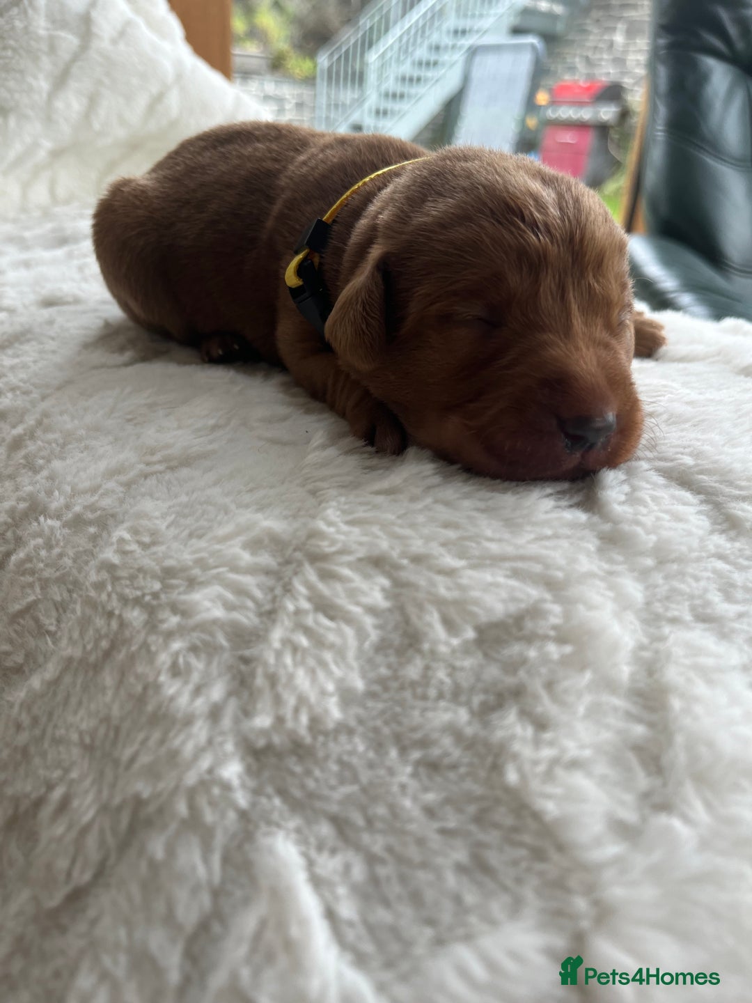Labrador Retriever dogs for sale: KC Registered Fox Red Labrador puppies - Image 14