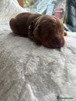 Labrador Retriever dogs - Advert 12