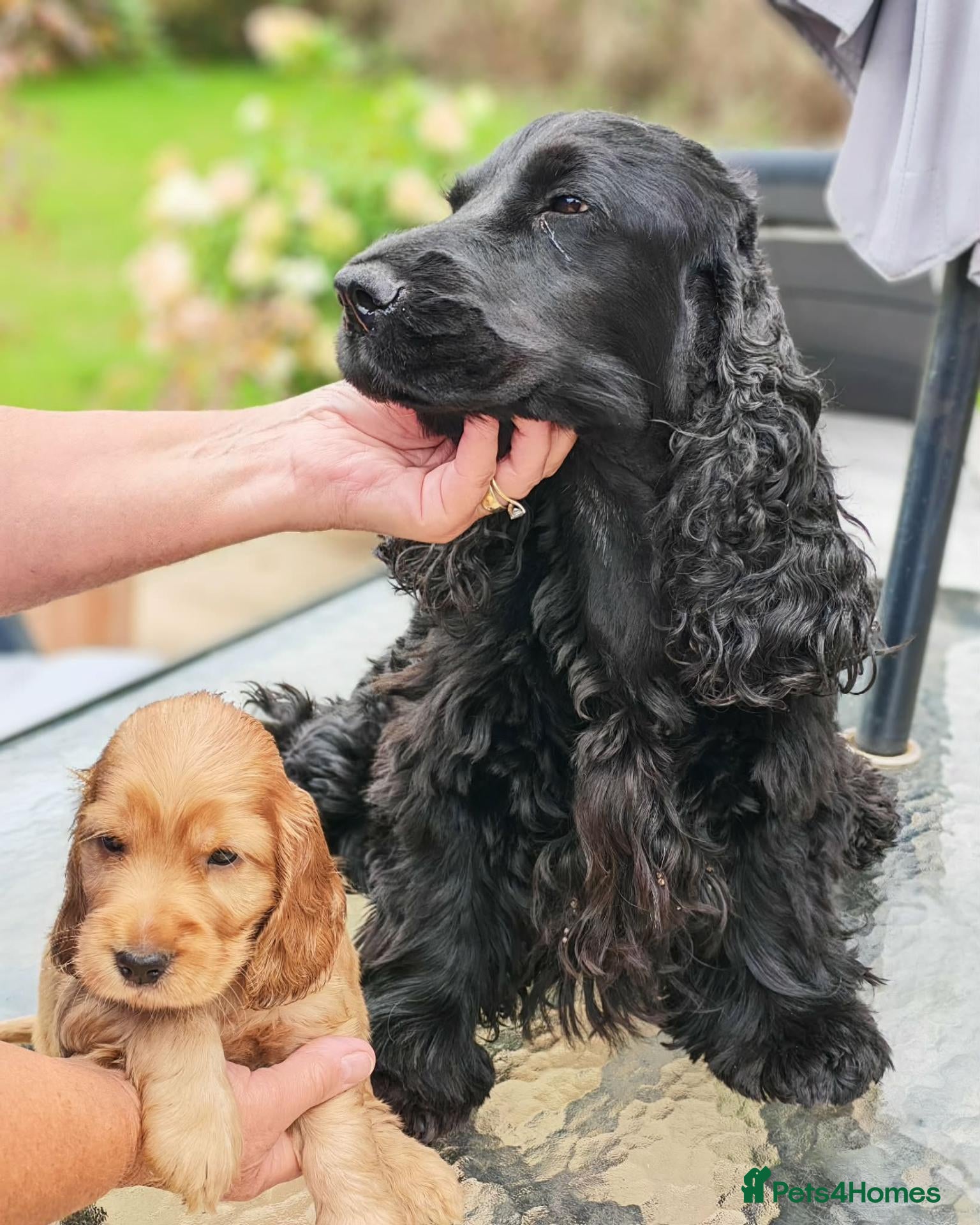 Cocker Spaniel dogs stunning  show type cocker spaniel puppies - Advert 4