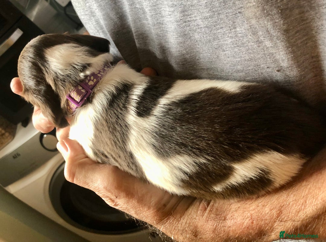 English Springer Spaniel dogs for sale: 5th Gen Springers: Purebred, 7th litter, 36 total - Image 31