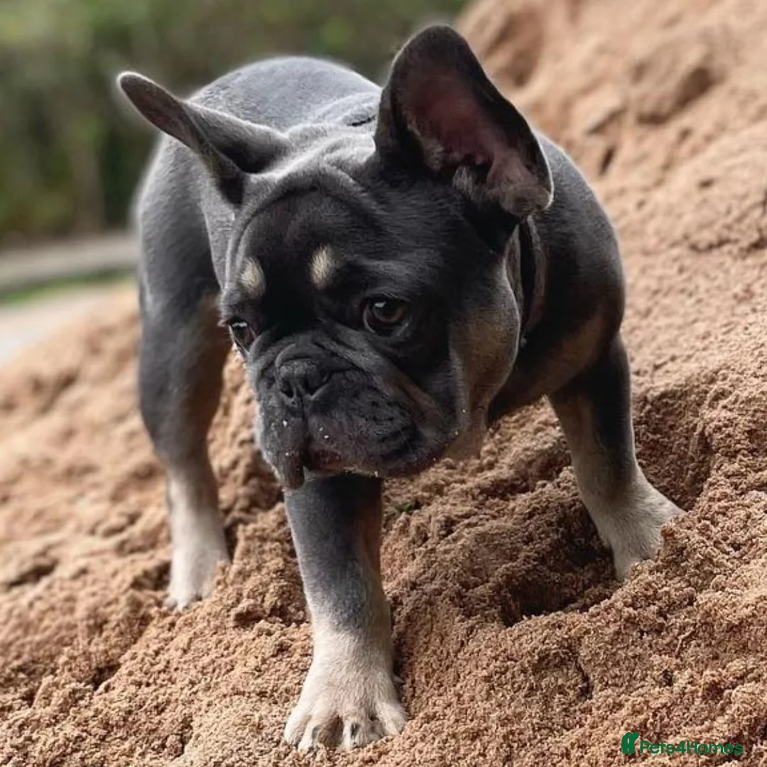 French Bulldog dogs for stud: Mayan, Rfg, bva, Silver health tested Lilac tan in Sheffield - Advert 23