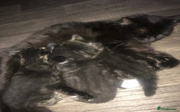 Ragdoll cats for sale: Long haired ragdoll cross mackerel tabby kittens  - Image 9