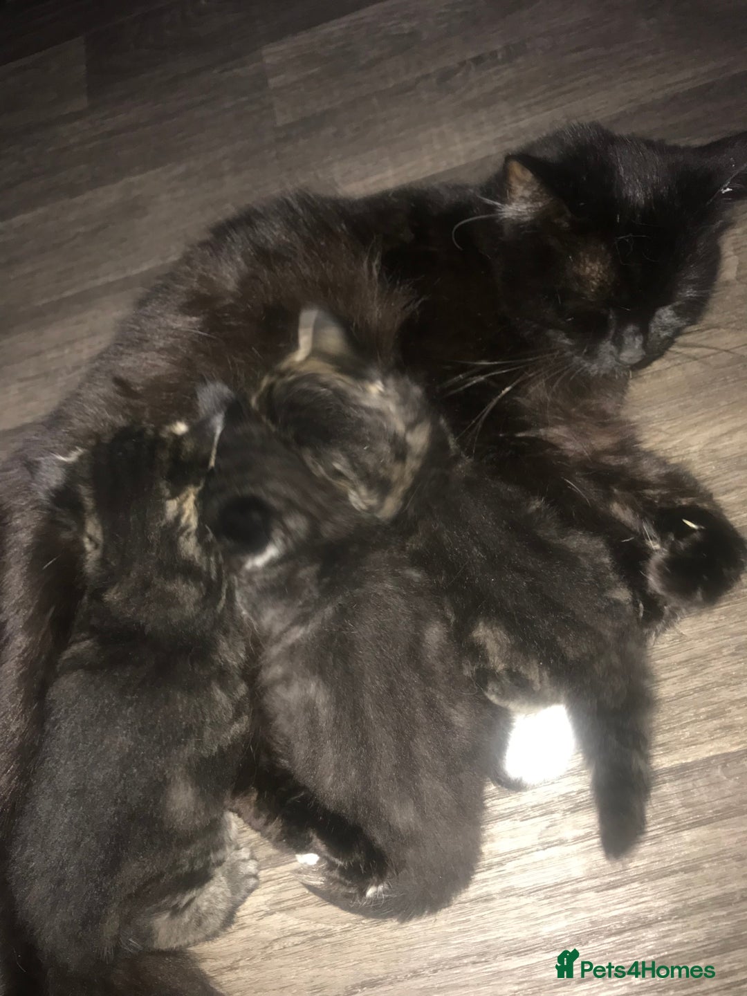 Ragdoll cats for sale: Long haired ragdoll cross mackerel tabby kittens  - Image 9