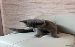 British Shorthair cats for sale: British Shorthair - Image 29