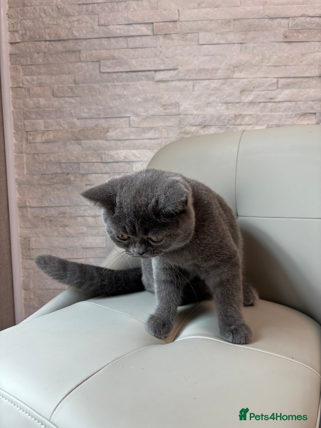 British Shorthair cats for sale: British Shorthair - Image 29