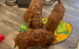 Cavapoo dogs for sale:         Beautiful f1 red cavapoo puppies - Image 5