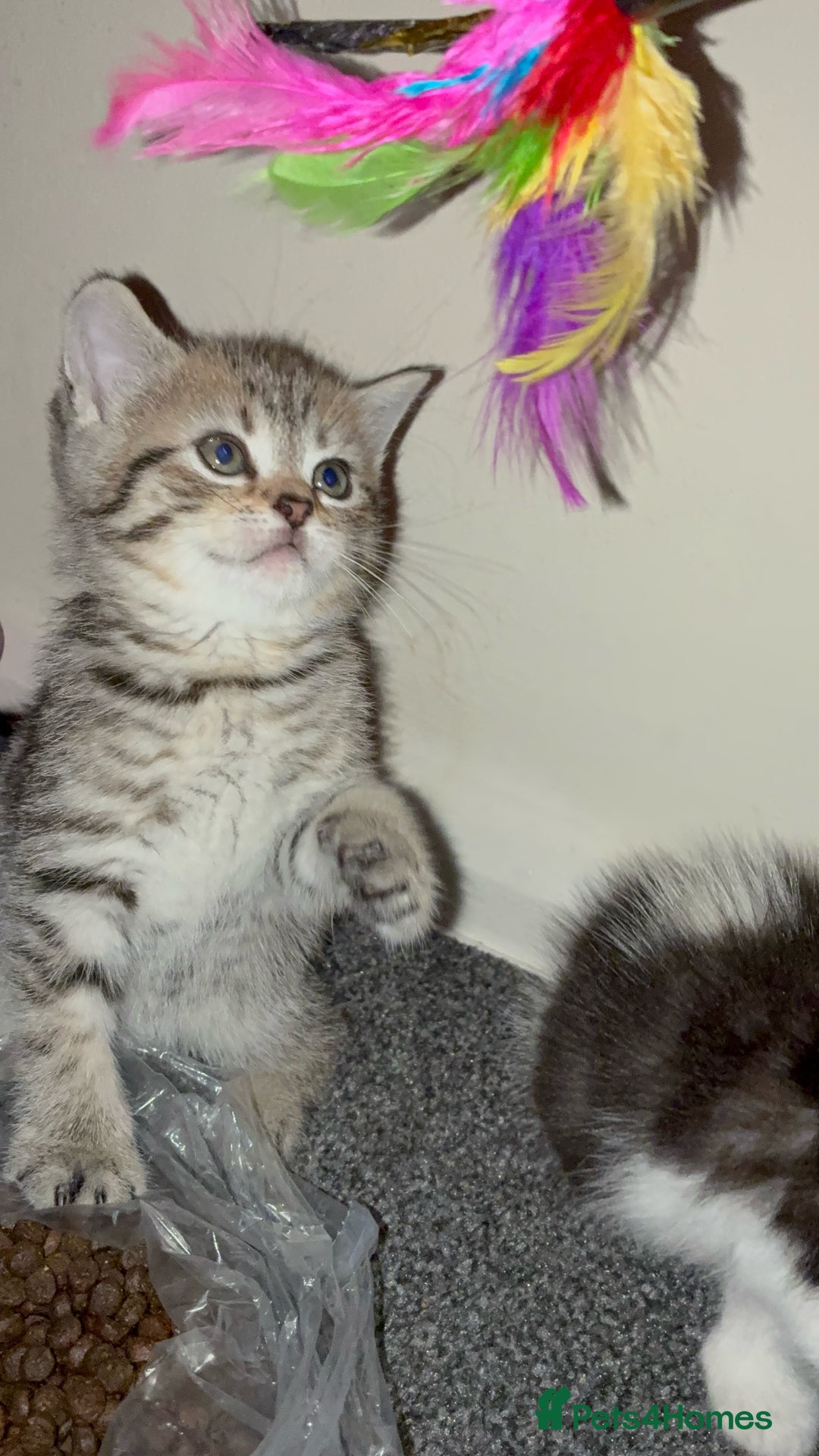 British Shorthair cats for sale: Sweet British Shorthair X Kittens - Image 1