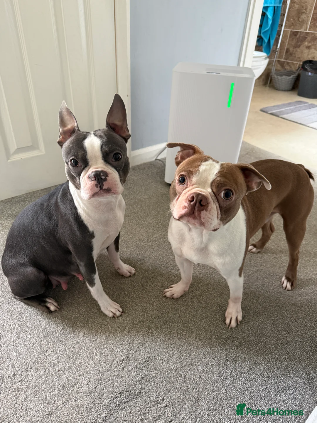 Boston Terrier dogs for sale: Boston Terrier Puppies  in Bude - Advert 14