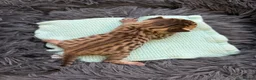 Bengal cats for sale: Beautiful Bengal cross kittens  - Advert 11