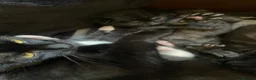 Mixed Breed cats for sale: 3 newborn kittens for rehoming  - Advert 2