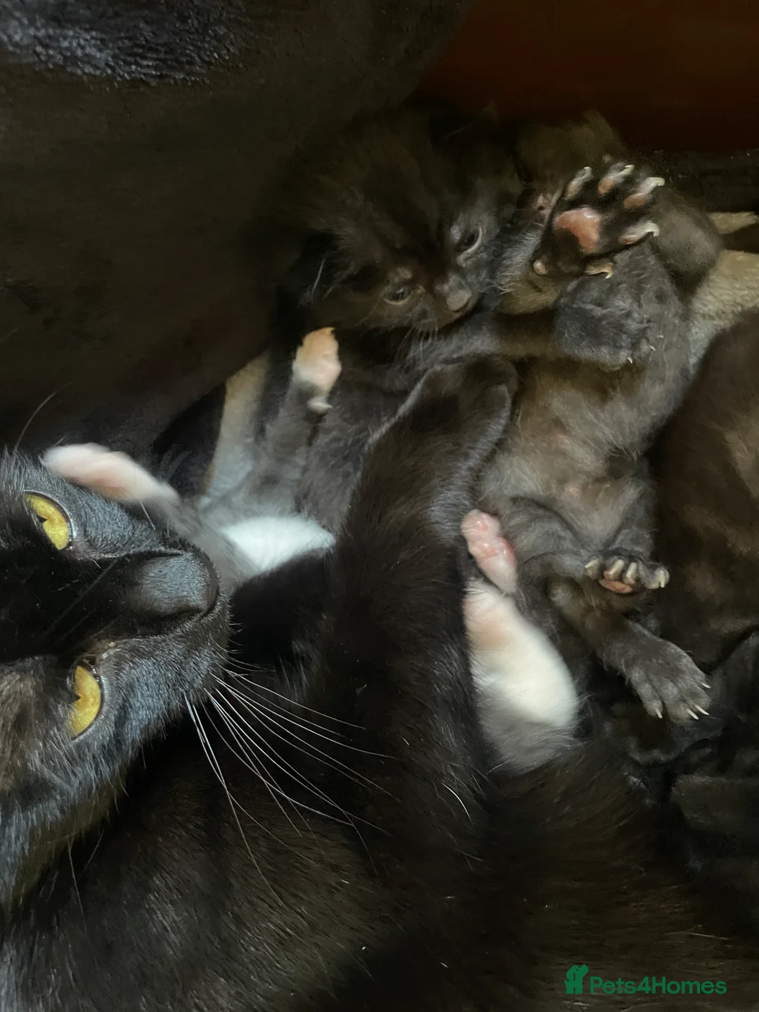 Mixed Breed cats for sale: 3 newborn kittens for rehoming  - Advert 2