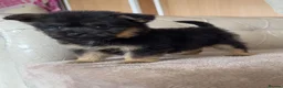 Mixed Breed dogs for sale: Yorkie pom puppies  - Advert 8