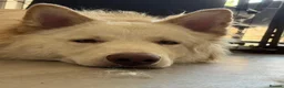 German Shepherd dogs for sale: Purebred White German Shepherd - Advert 2