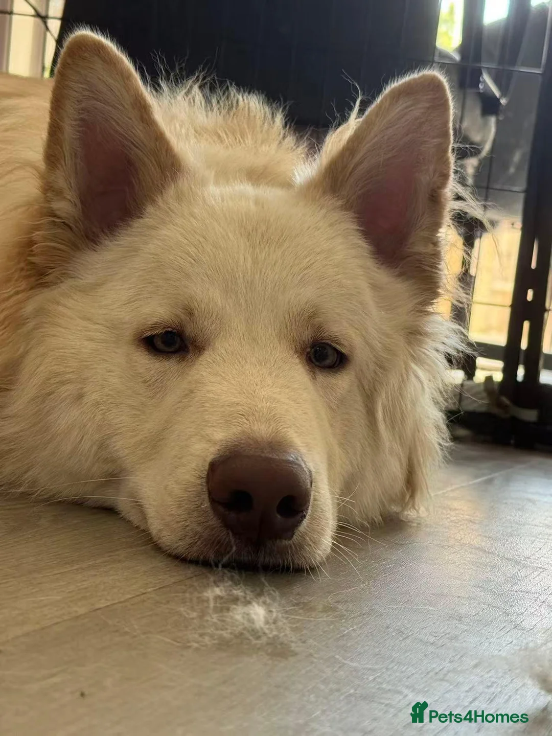 German Shepherd dogs for sale: Purebred White German Shepherd - Advert 2