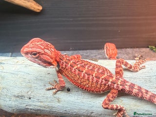 Bearded Dragon reptiles Red baby Bearded Dragons ready to go! - Advert 1