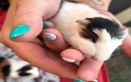 Guinea Pig rodents for sale: Guinea Pigs in Saxmundham - Image 7
