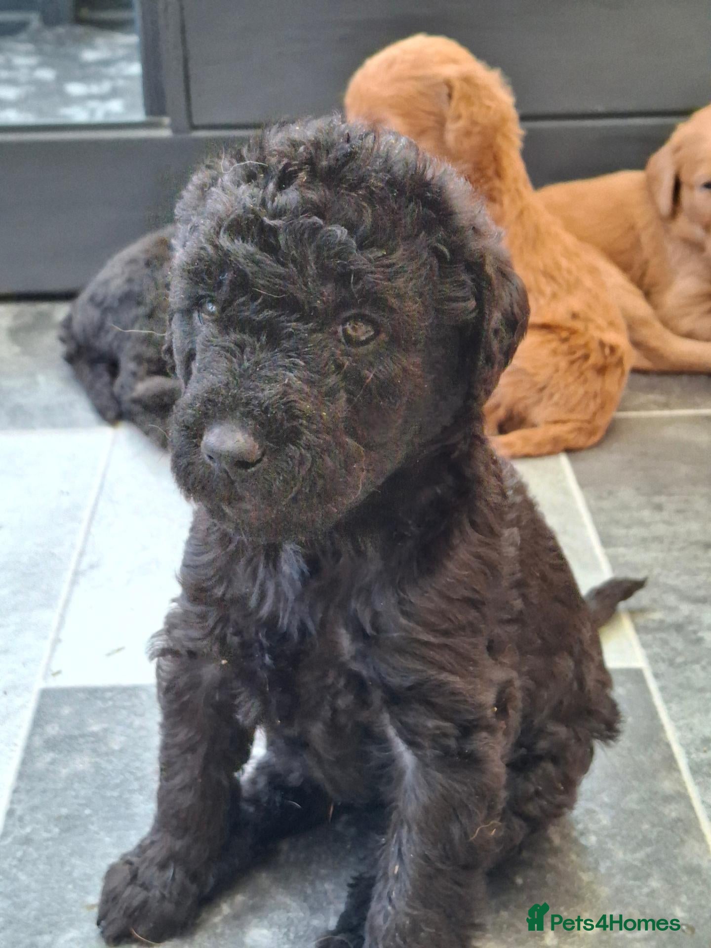 Labradoodle dogs Beautiful Labradoodle Puppies Available  - Advert 2