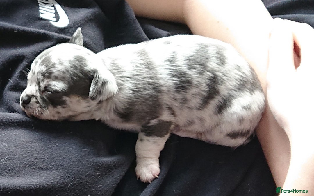 Mixed Breed dogs for sale: Chihuahua with a bit of French Bulldog puppies - Advert 34