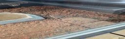 Bearded Dragon reptiles for sale: Rankin dragon  in Lincoln - Advert 2
