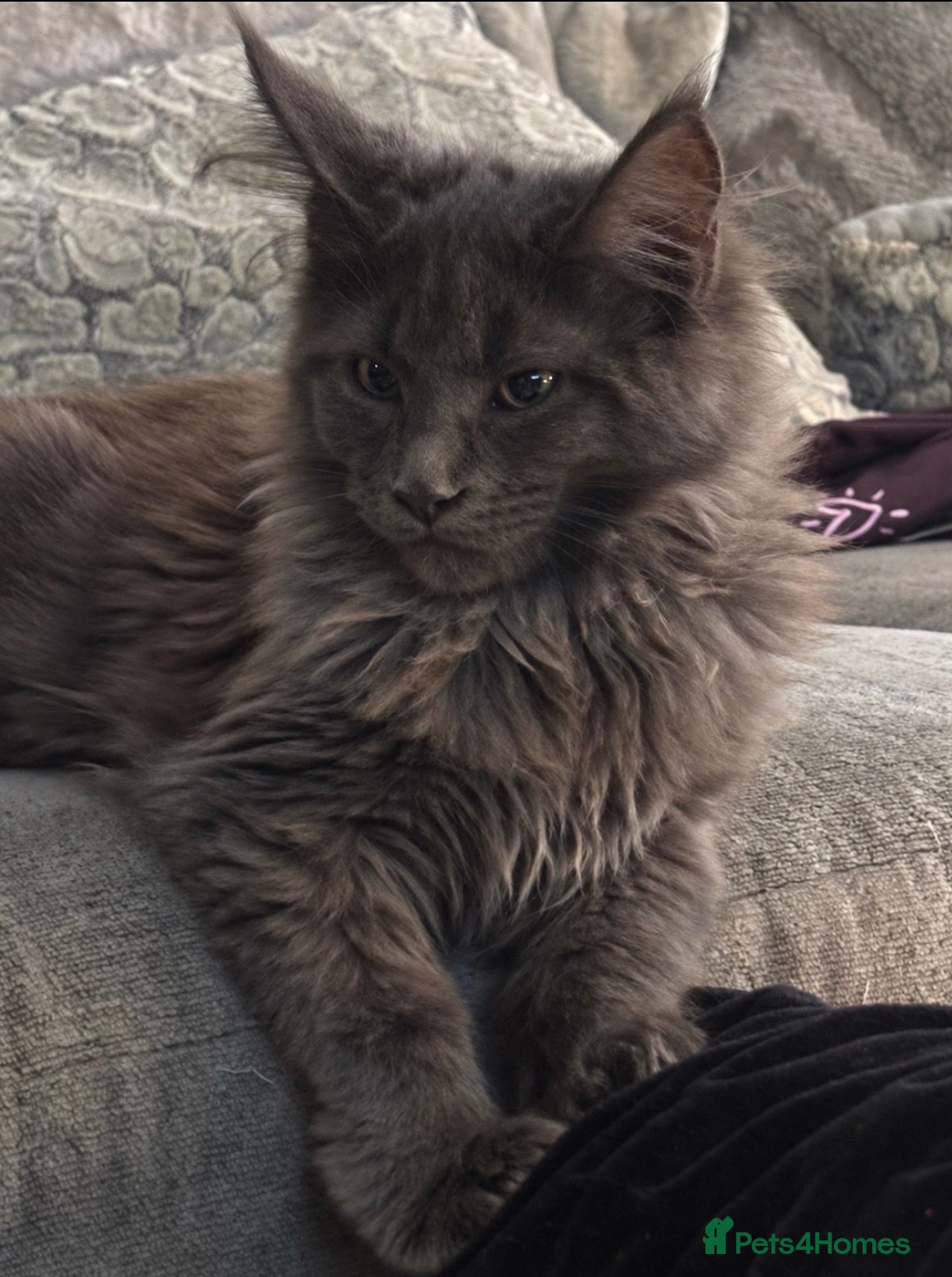 Maine Coon cats for sale: GCCF Reg’d MaineCoon Kittens–Blue Smoke-RoKits - Advert 6
