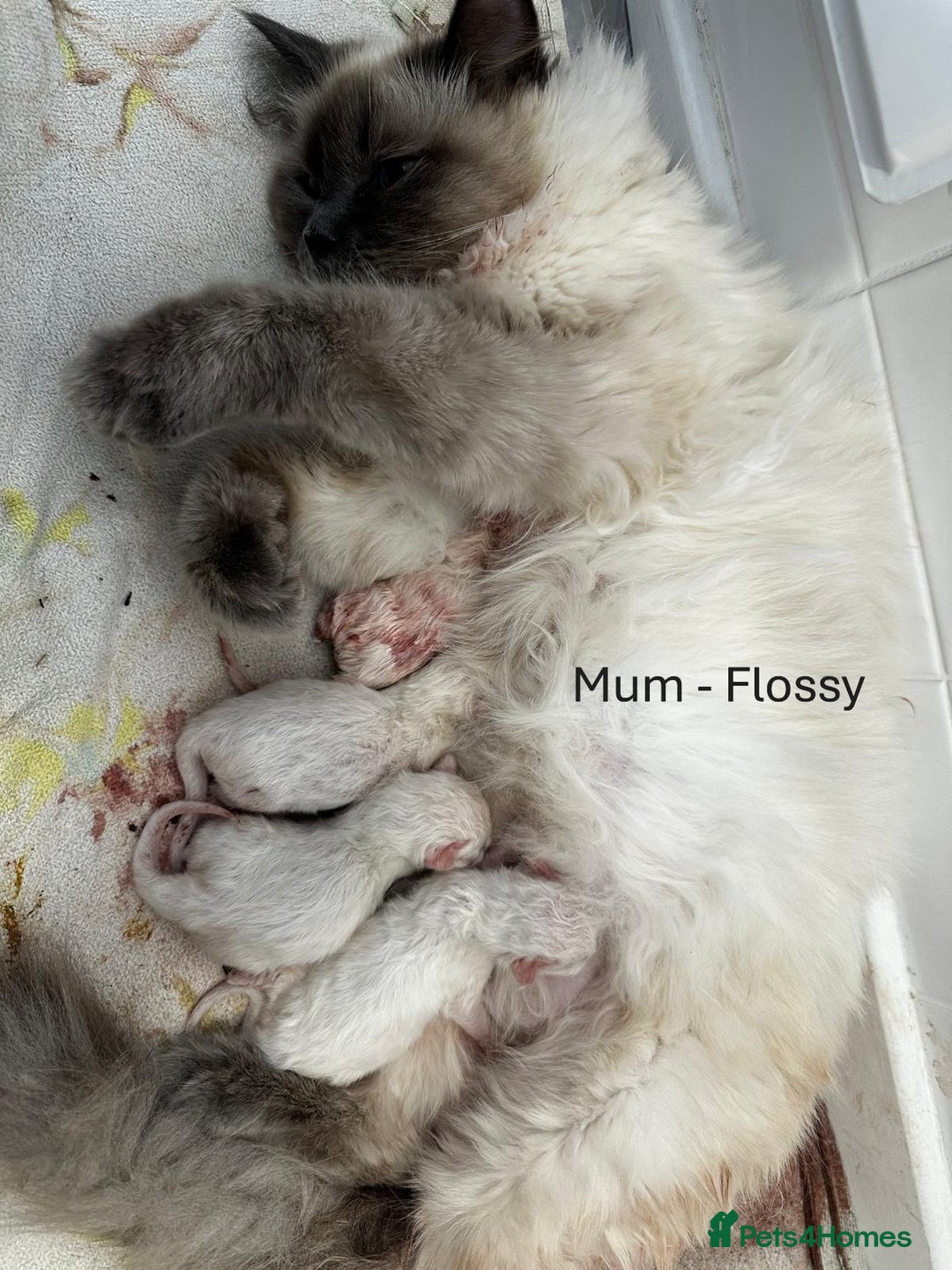 Ragdoll cats for sale: 3 Girl Ragdolls Available, Cute and fluffy!  - Advert 2