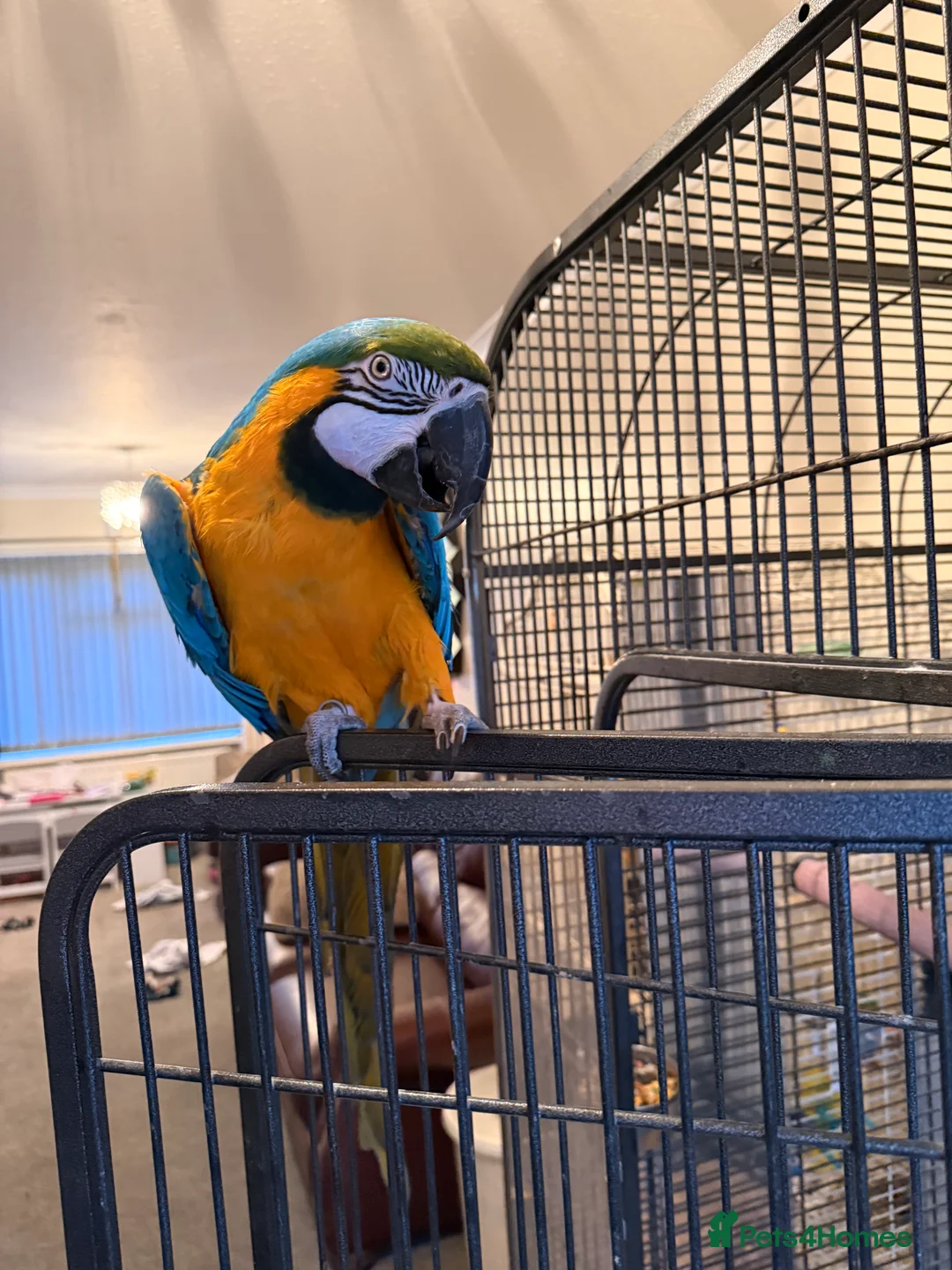 Macaws birds for sale: Macaw  - Advert 3