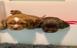 Cocker Spaniel dogs for sale: For sale beautiful male working cocker spaniel - Image 3