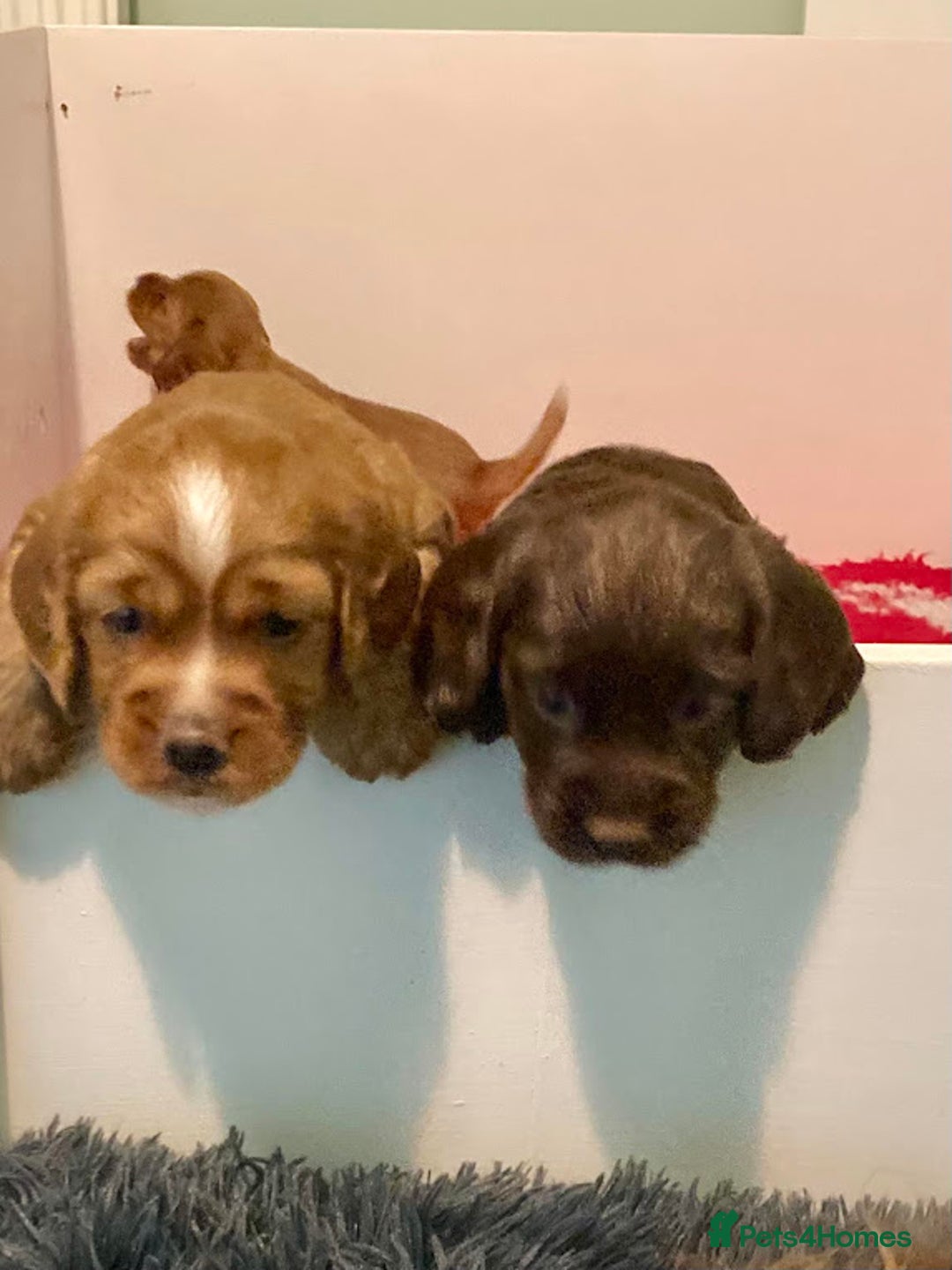 Cocker Spaniel dogs for sale: For sale beautiful male working cocker spaniel - Image 3